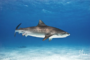 Beautiful female Tiger Shark in for a closer look with ve... by Steven Anderson 